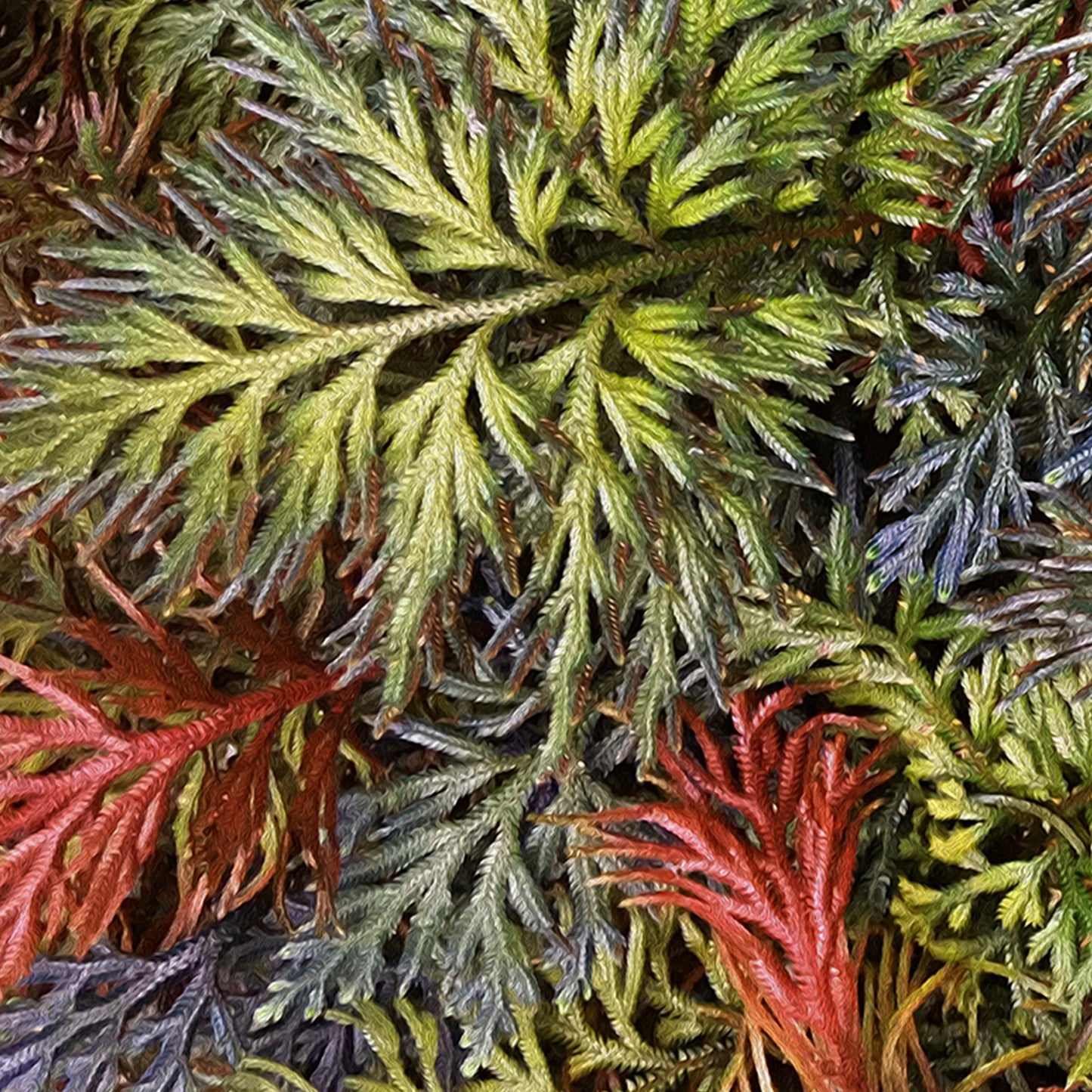 SOLD - Tropical Christmas
