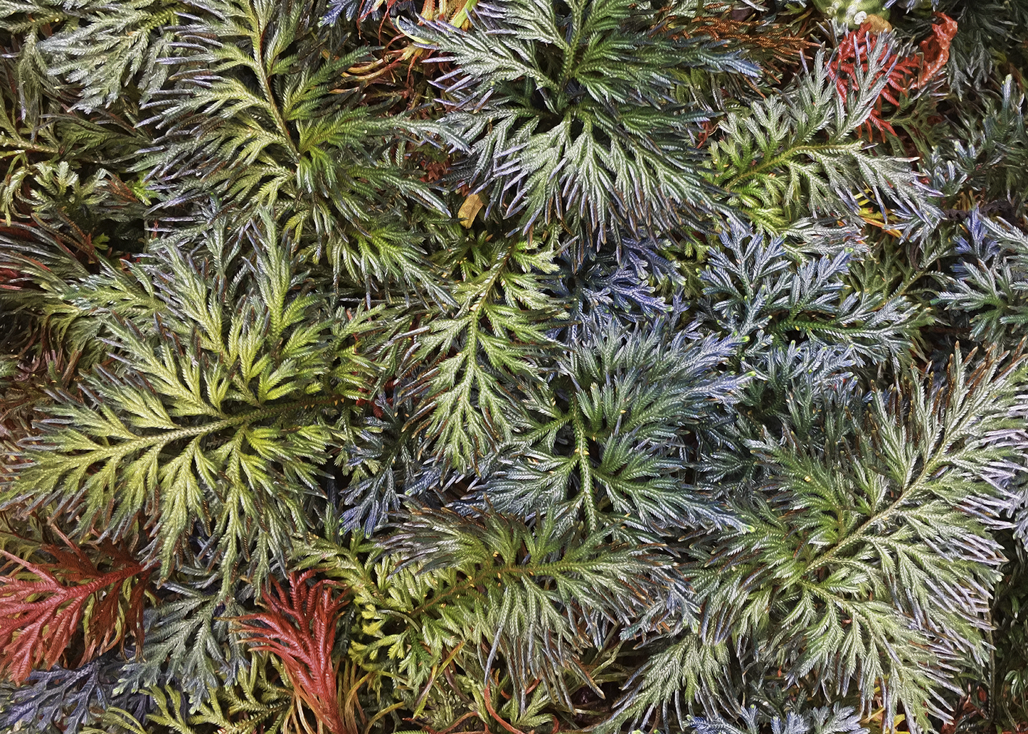 SOLD - Tropical Christmas