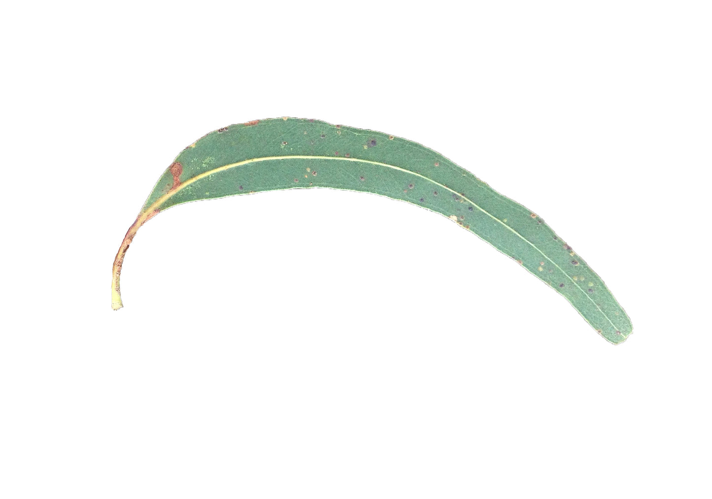 Australian Gum Leaf Motifs