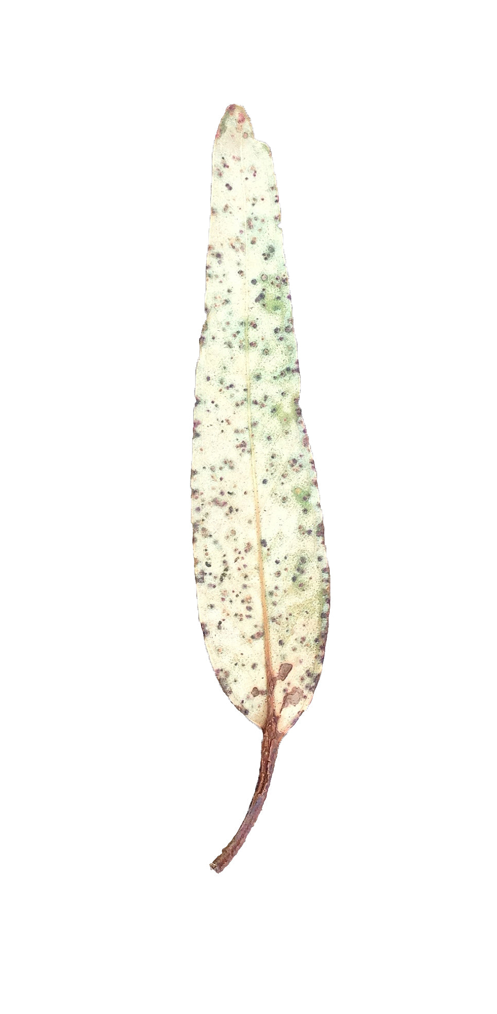 Australian Gum Leaf Motifs