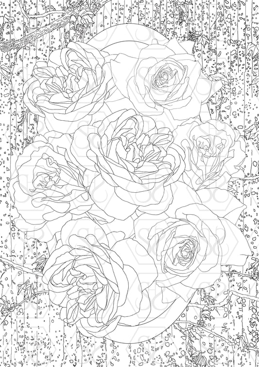 Old World Roses on Fence Colouring Page